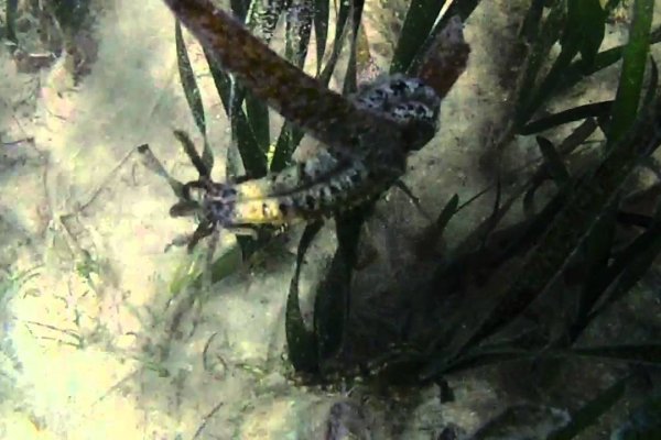 Kraken 6 at